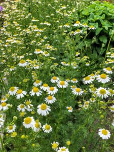 Chamomile Plant