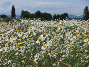 Chamomile to heal